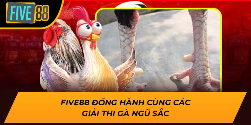 Five88 đồng hành cùng các giải thi gà ngũ sắc